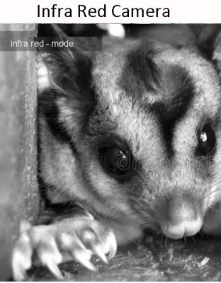 Infra Red Nest Box Inspection Camera Kit