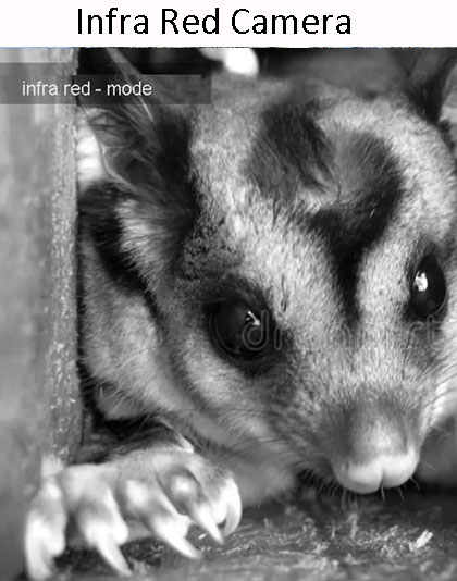 Infra Red Nest Box Inspection Camera Kit