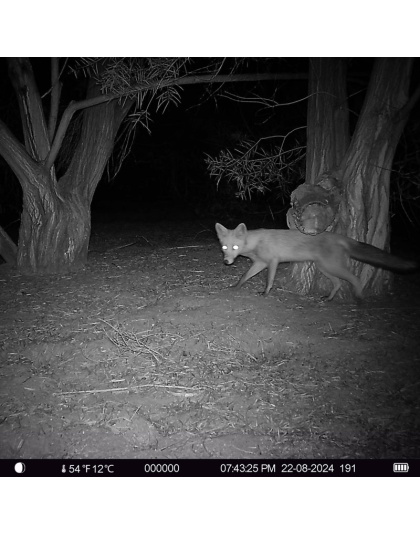 Collector Trail Camera