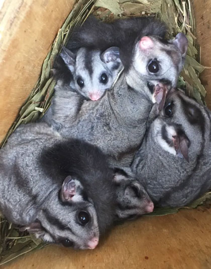 Education Nest Box Camera Kit 7B