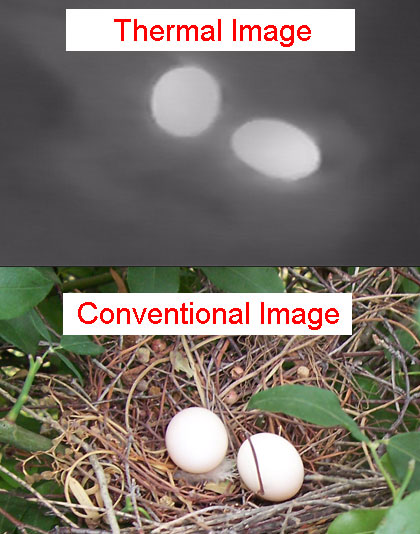 Thermal Nest Box Inspection Camera